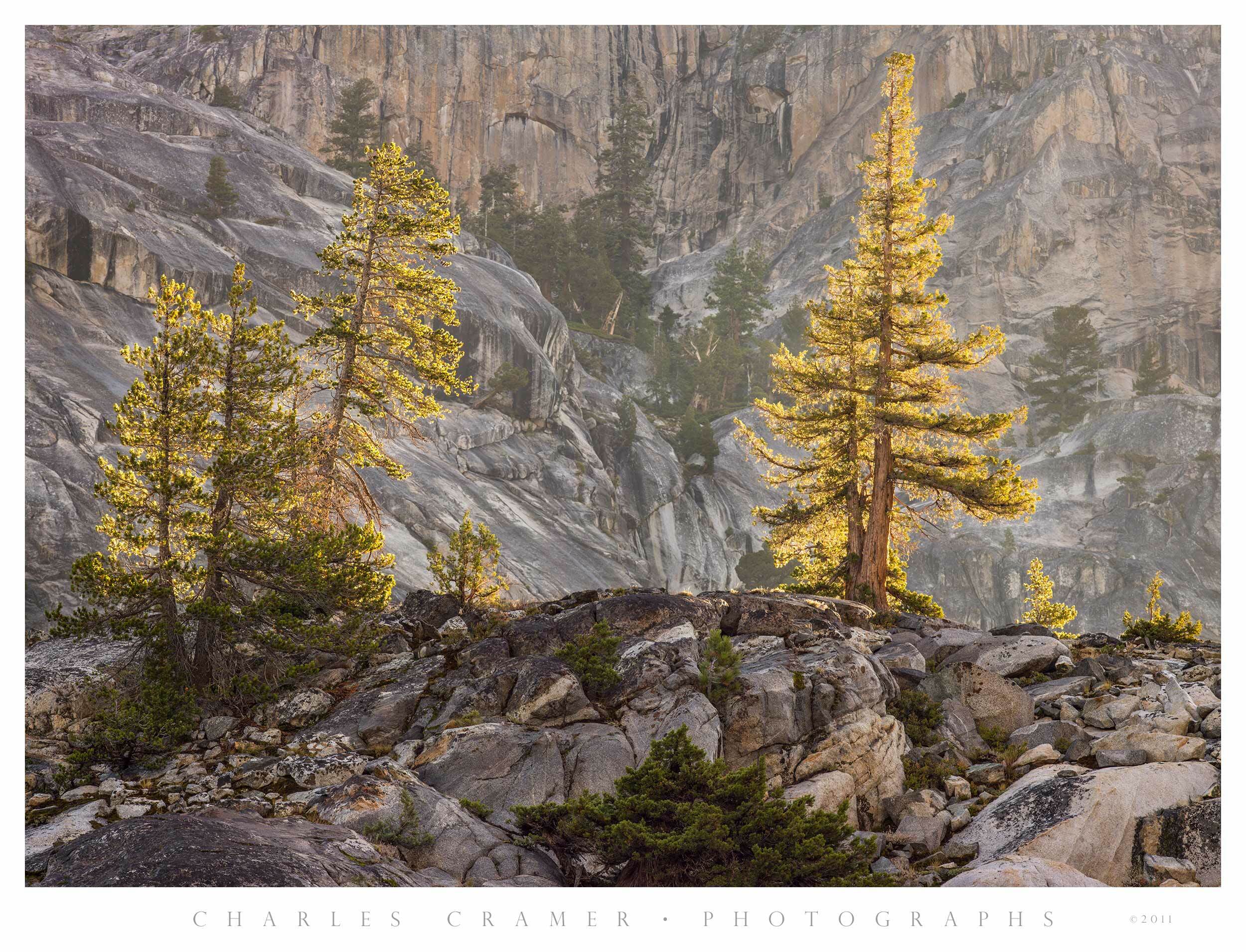Morning, Backlit Trees, near Glen Aulin, Yosemite