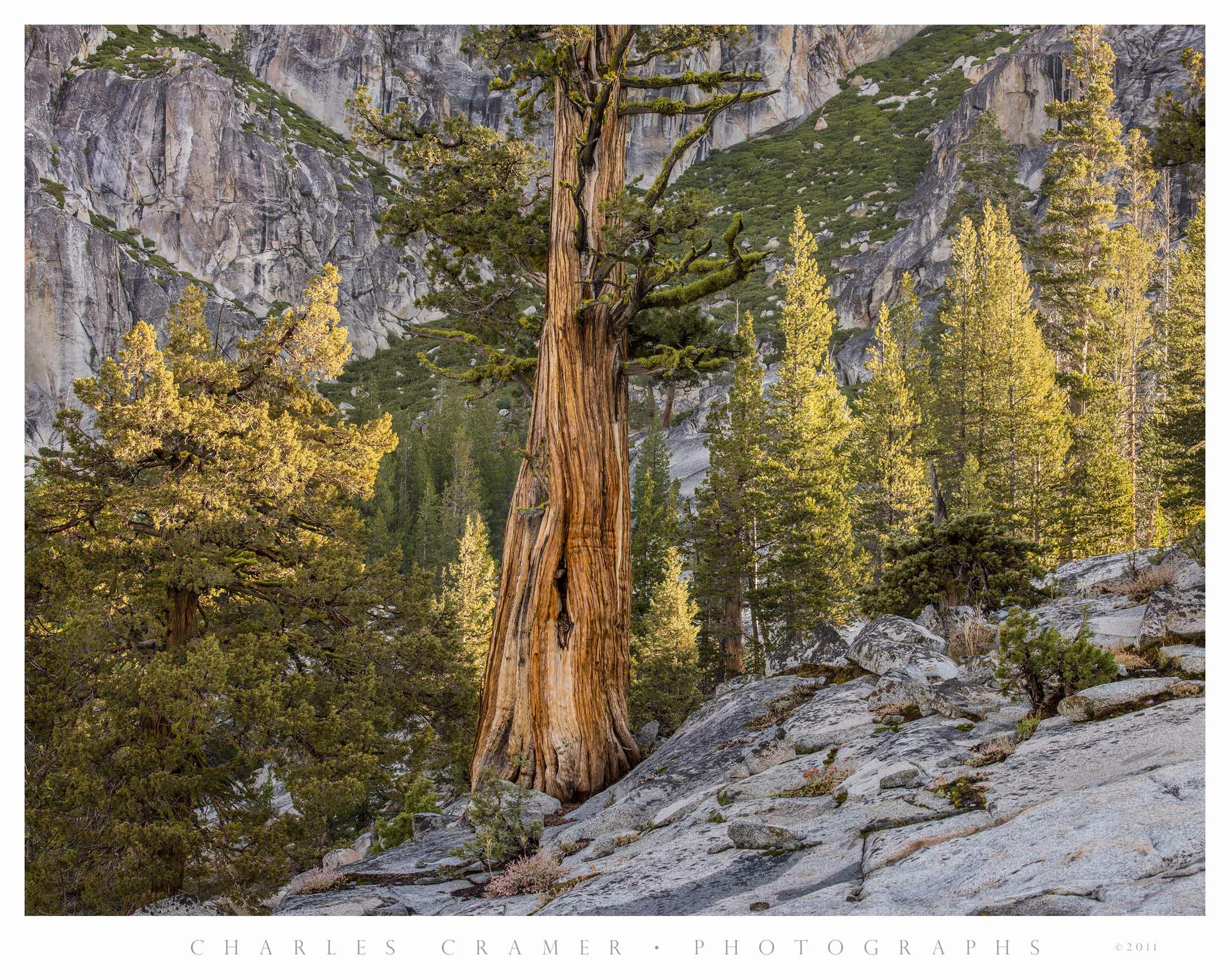 Large Juniper and Backlit Pines, near Glen Aulin, Yosemite