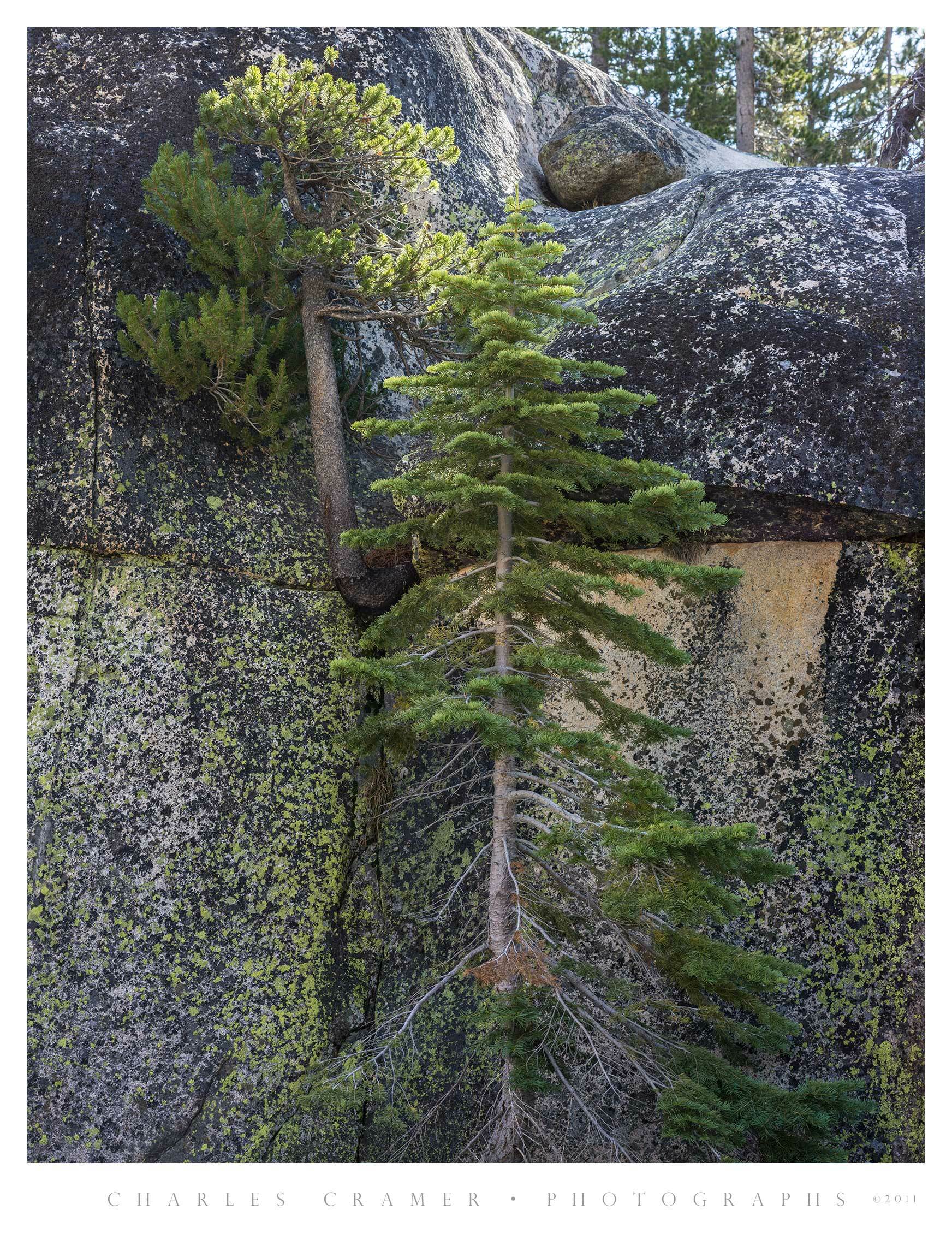 Pines Growing Out of and In Front of Granite