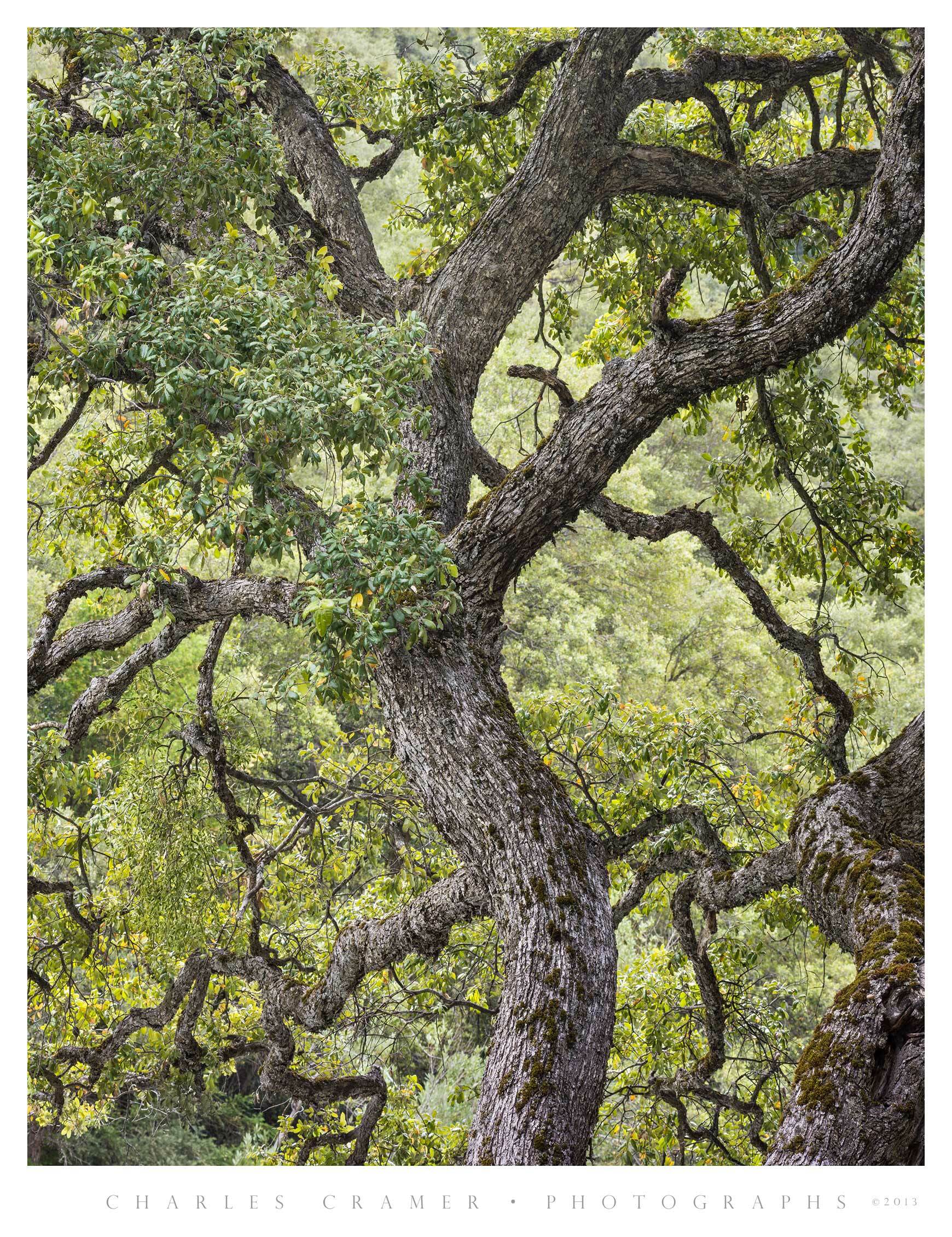 Curving Oak, Merced River Canyon, Yosemite