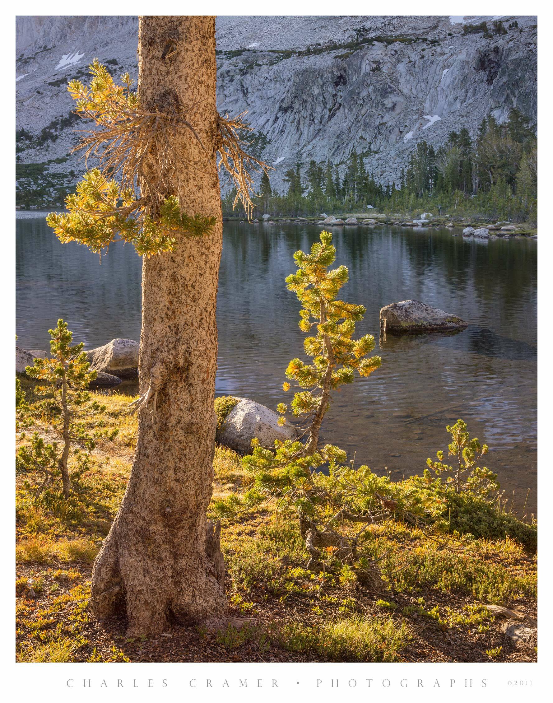 Backlit Treees, Lake Shoreline, Yosemite